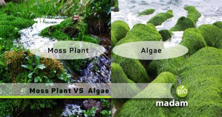 Are algae and moss similar?