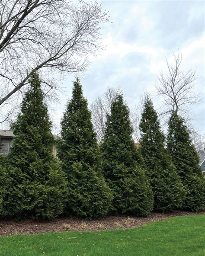 Are arborvitae good trees?