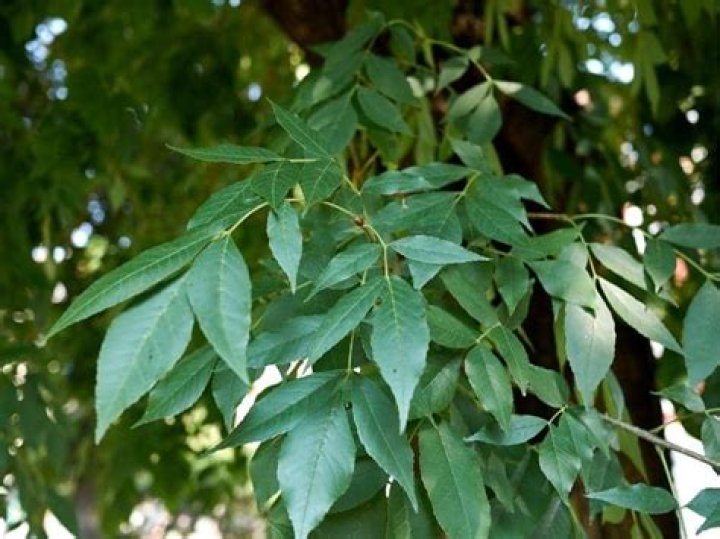 Are ash tree roots invasive?