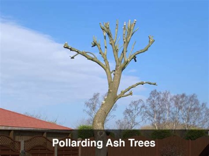 Are ash trees recovering?