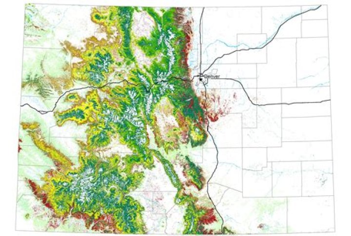 Are aspen trees valuable?