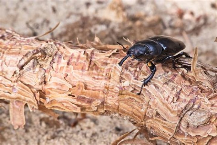 Are bark beetles and pine beetles the same?