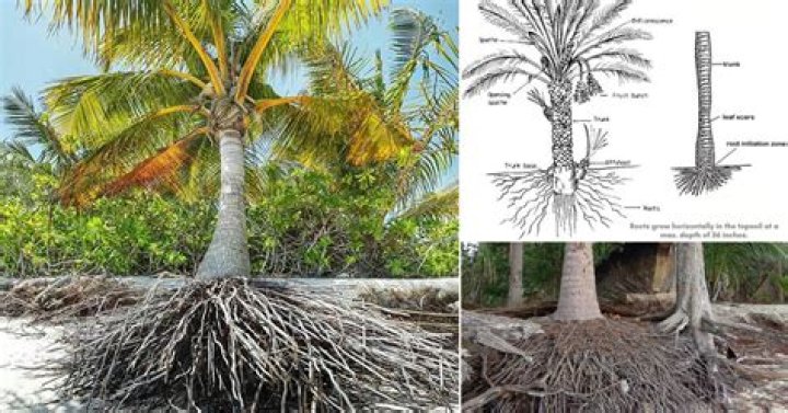 Are bottle tree roots invasive?