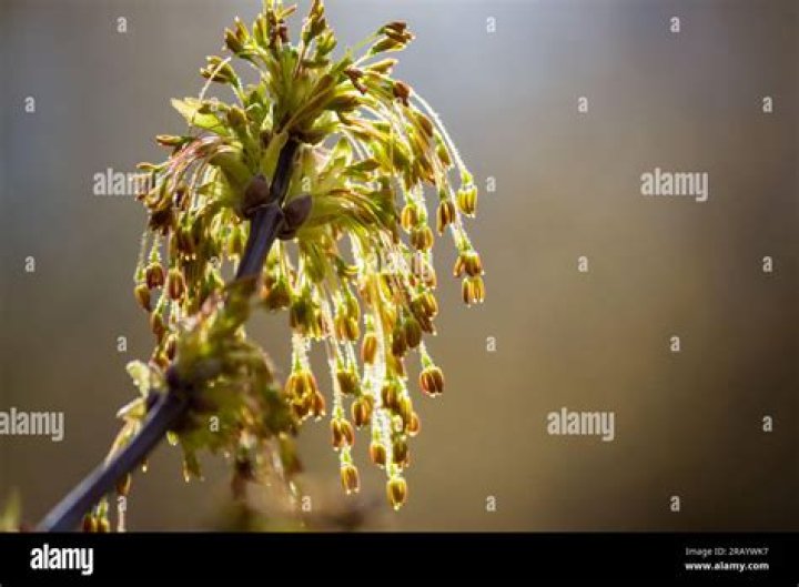 Are Box Elder roots invasive?