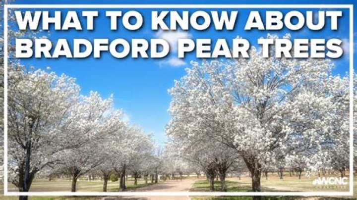 Are Bradford pears dangerous?