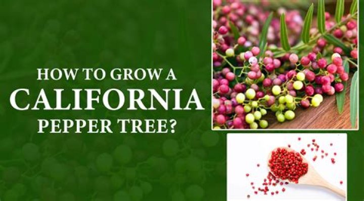 Are California pepper trees fast growing?