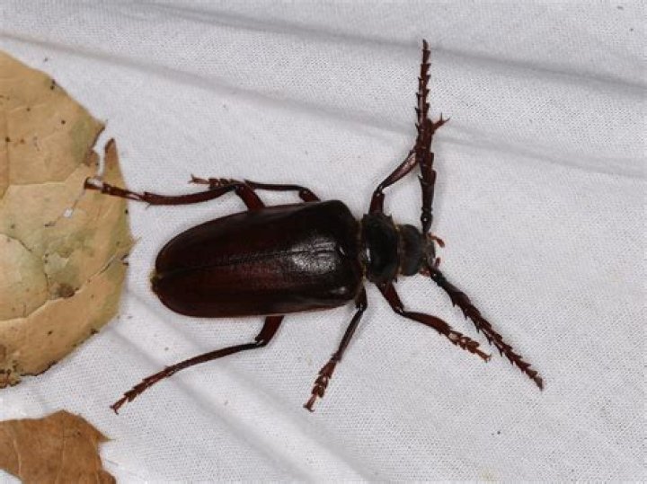 Are California Root Borer Beetles Bad?