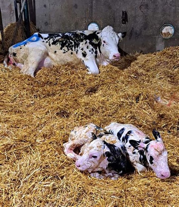 Are calves killed to make cheese?