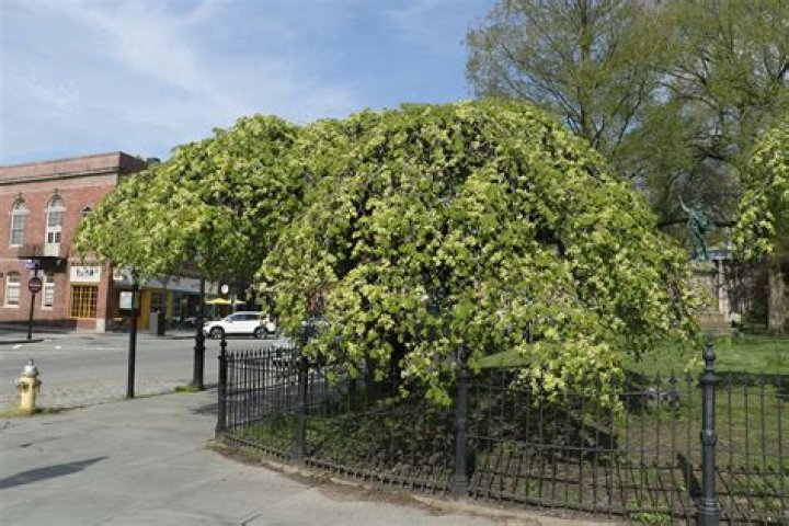 Are Camperdown elms rare?
