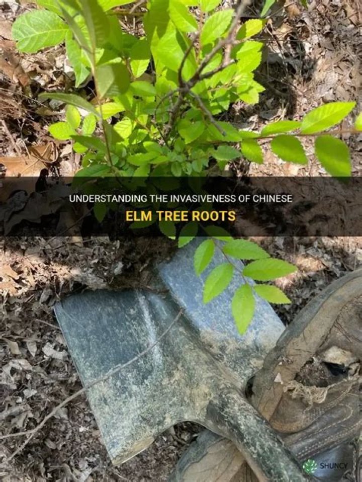 Are Chinese Elm tree roots invasive?