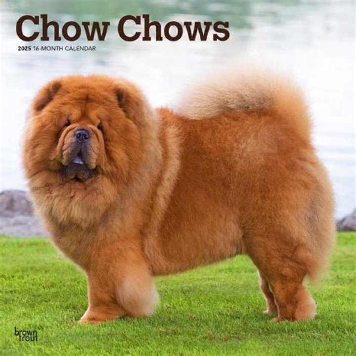 Are chow chows prone to bloat?