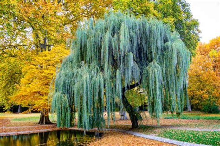 Are corkscrew willows good trees?