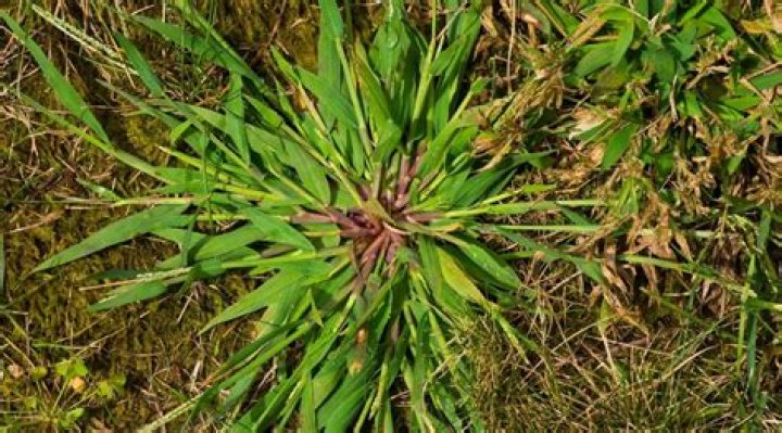 Are crabgrass pioneer species?