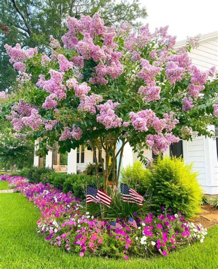 Are crepe myrtles easy growing?