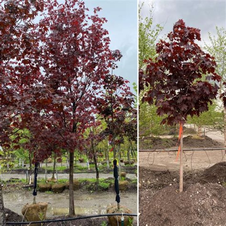Are Crimson King Maples good trees?
