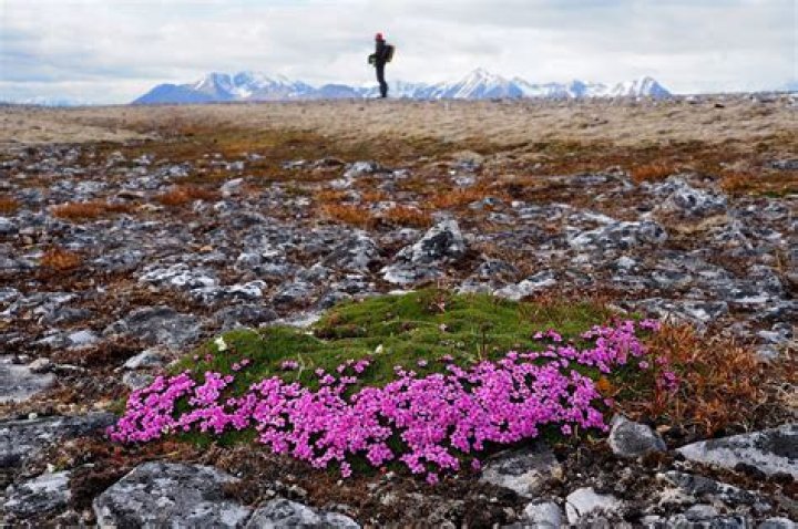 Are cushion plants endangered?
