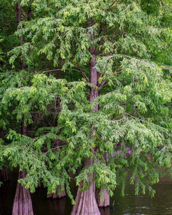 Are cypress trees good around pools?