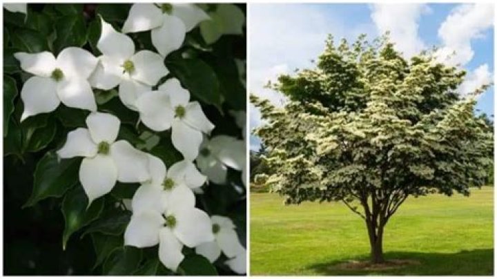 Are dogwood trees cursed?