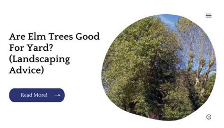 Are elm trees good for yard?