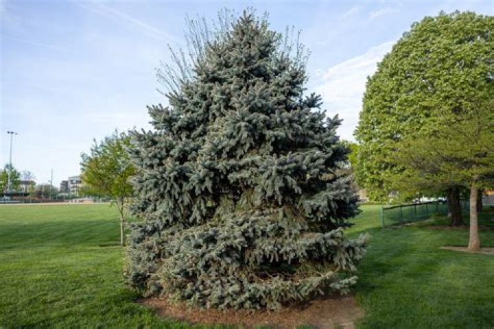 Are evergreen bagworms harmful?