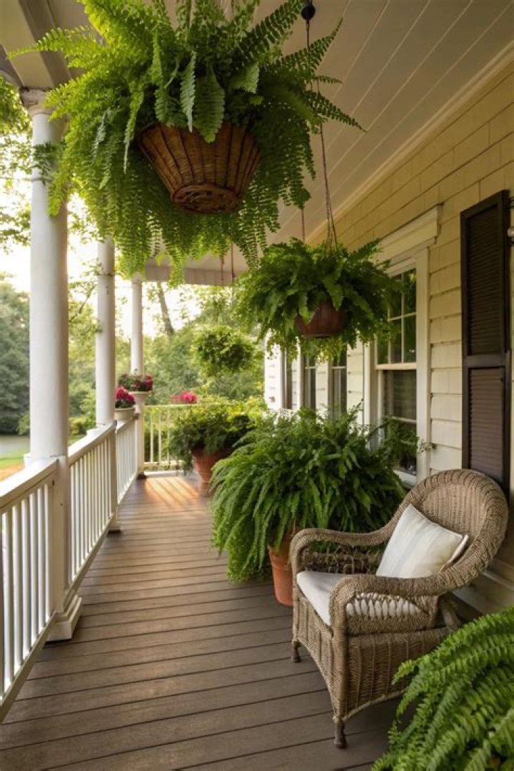 Are ferns good for porches?