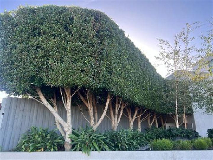 Are ficus trees low maintenance?