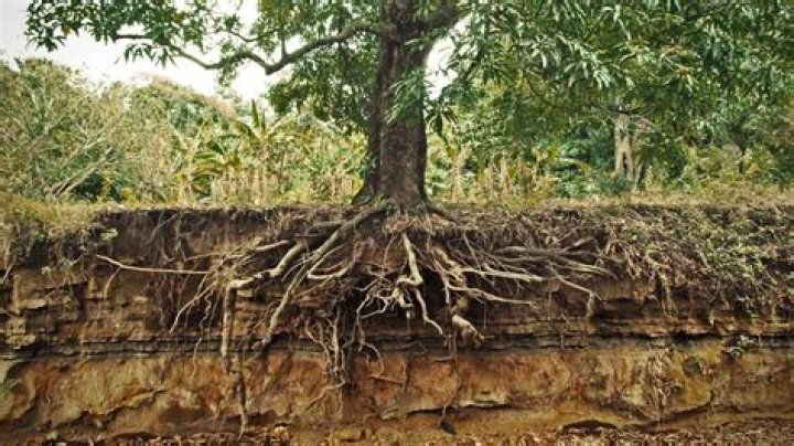 Are gum trees bad for soil?