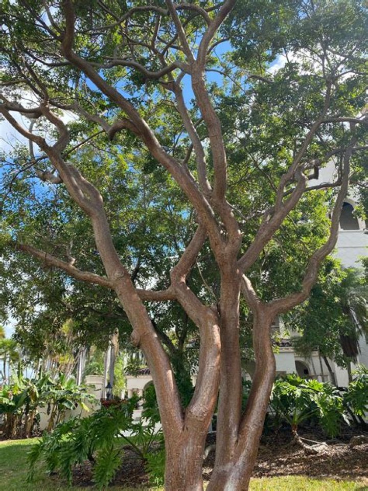 Are gumbo limbo trees messy?