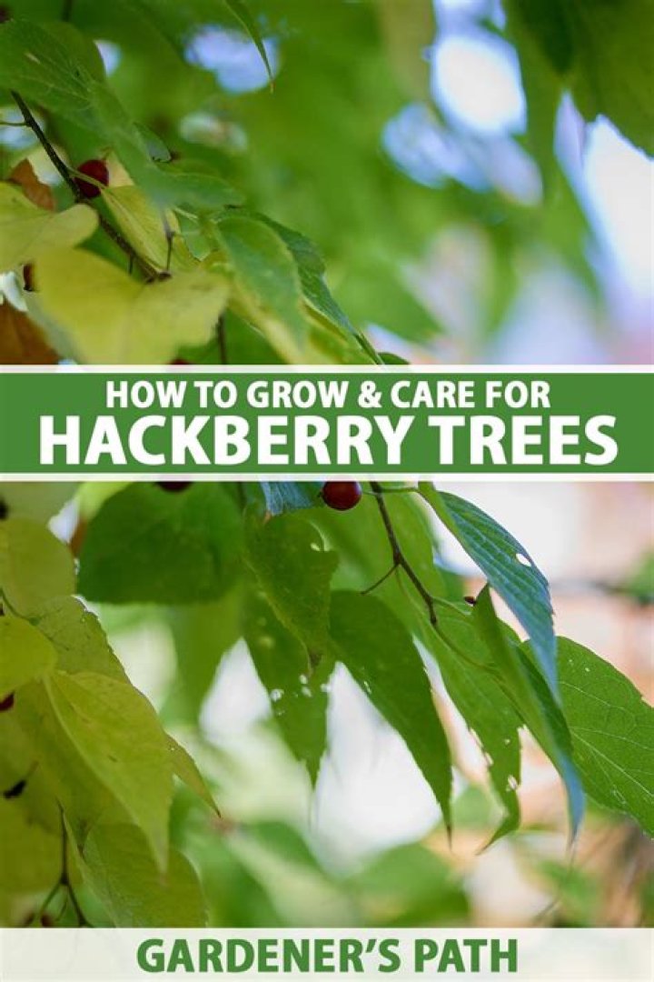 Are hackberry trees sturdy?