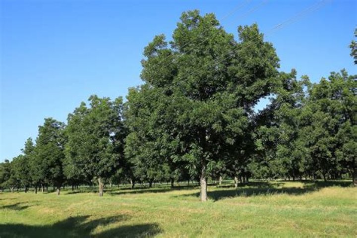 Are hickory trees good for yard?