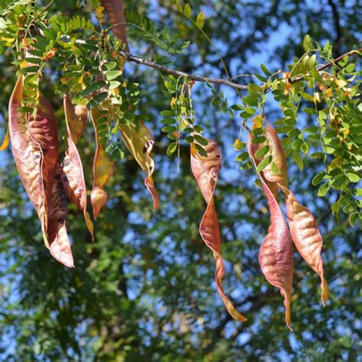 Are honey locust trees Late Bloomers?