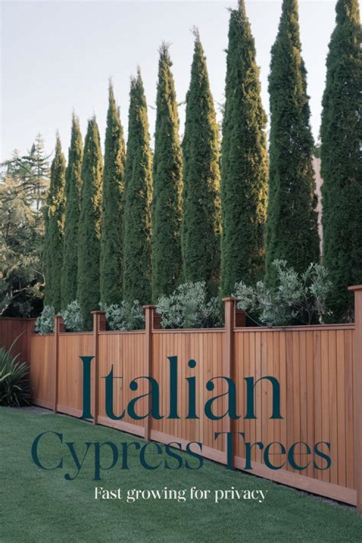 Are Italian Cypress trees good for privacy?