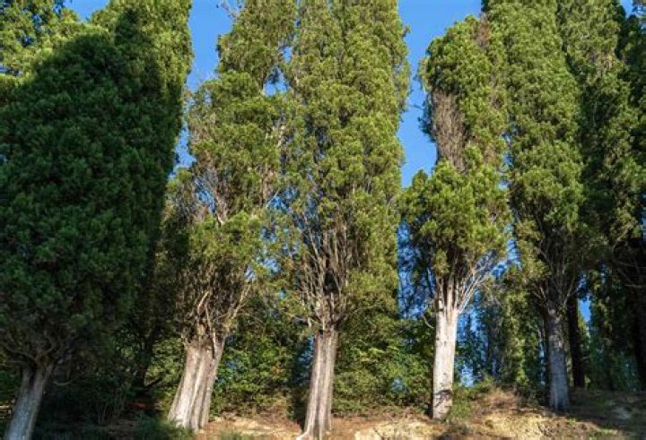 Are Italian cypress trees low maintenance?