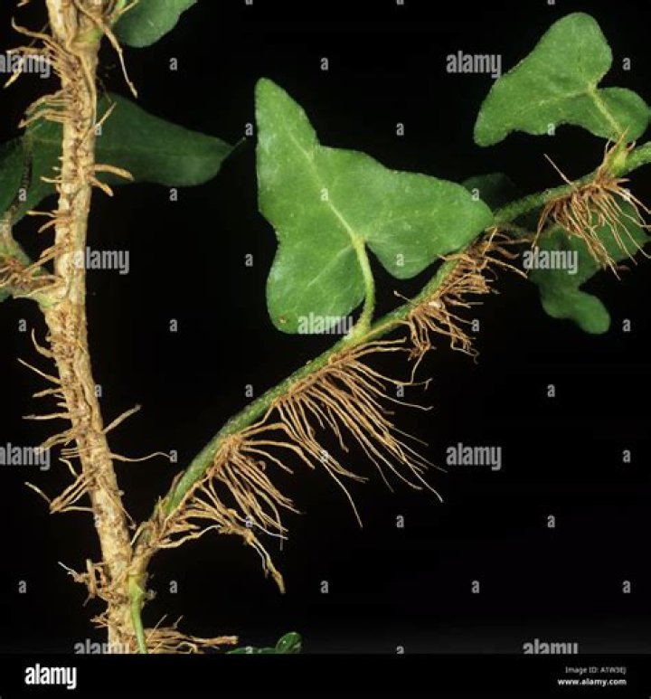 Are ivy roots invasive?