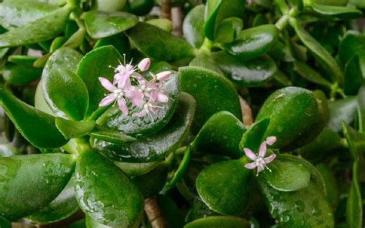 Are jade plants Hardy?