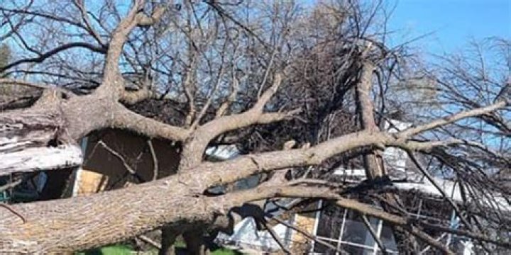 Are leaning trees more likely to fall?