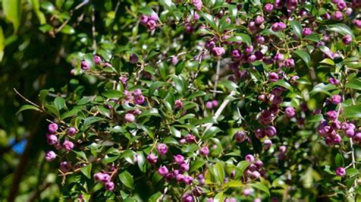 Are Lilly Pilly trees fast growing?
