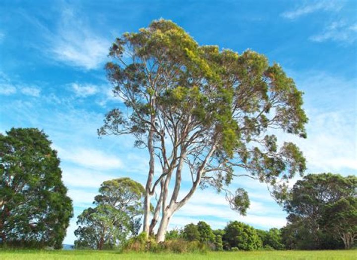 Are liquid amber trees native to Australia?