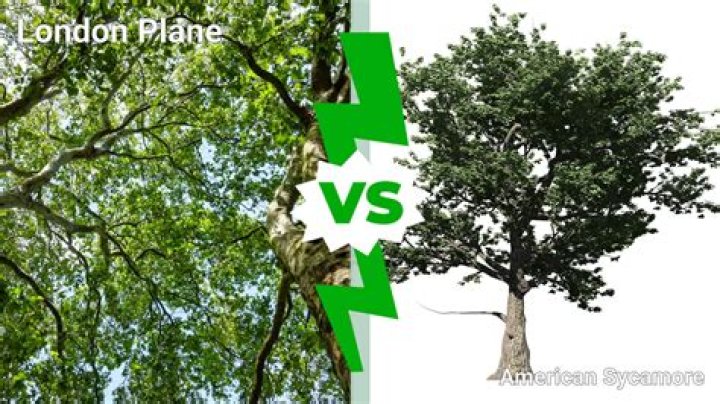 Are London Plane trees toxic?