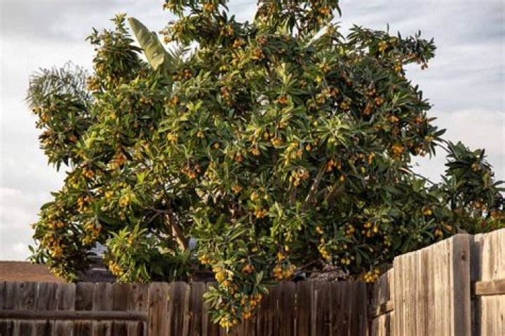 Are loquat trees messy?