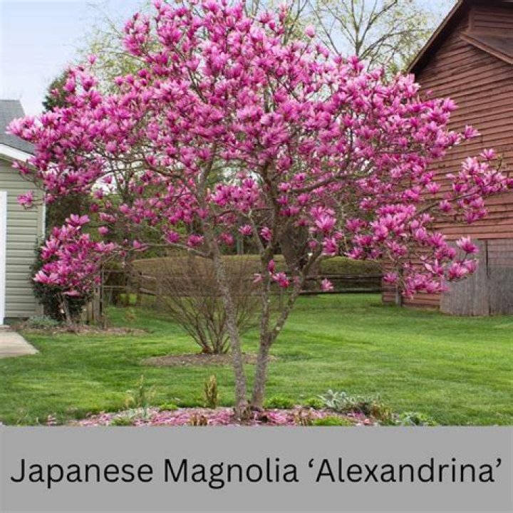 Are magnolia trees safe to climb?
