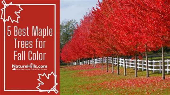 Are maple trees prone to wind damage?