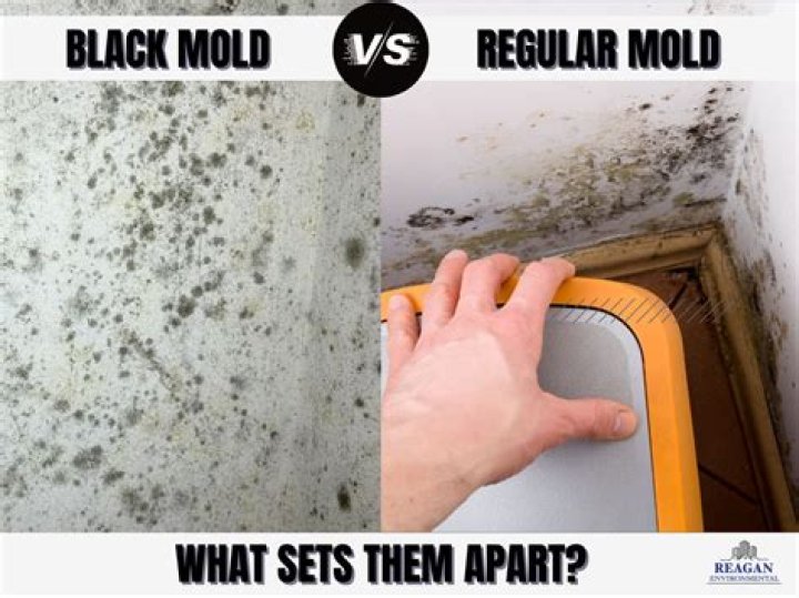 Are moss and mold similar?