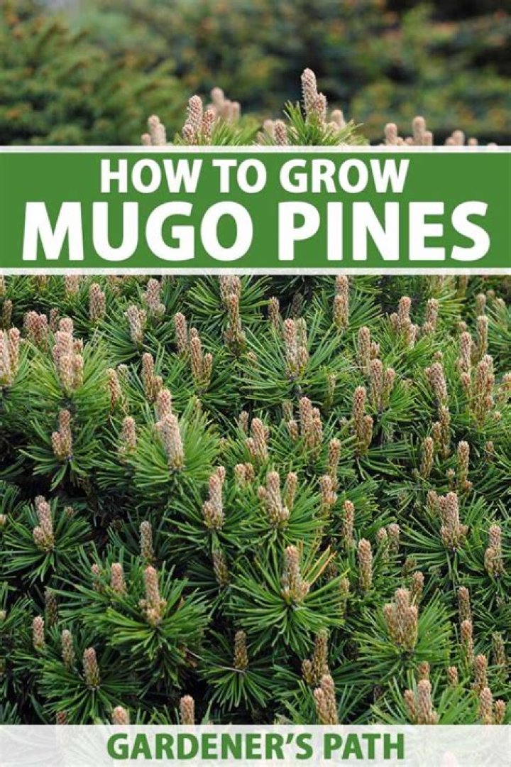Are Mugo pines slow growing?