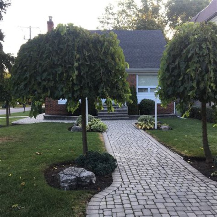 Are mulberry trees good for landscaping?