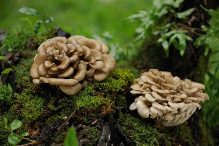 Are mushrooms in the wild safe to eat?