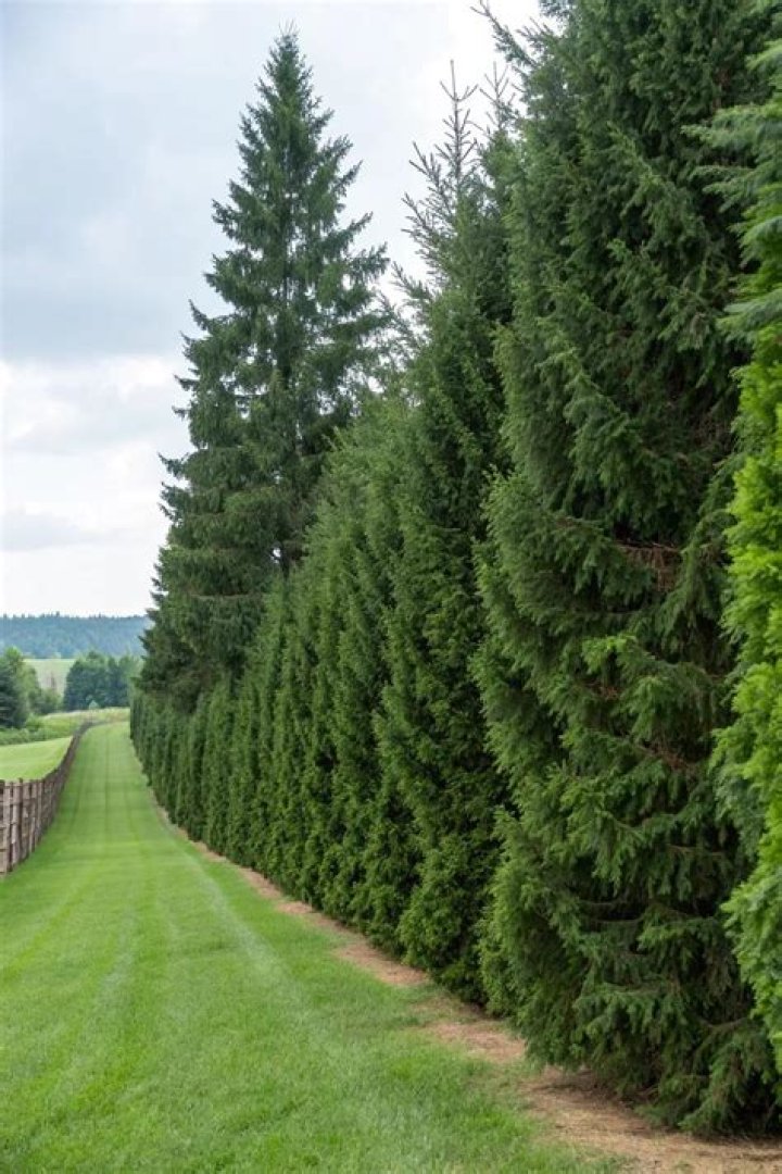 Are Norway spruce good for privacy?