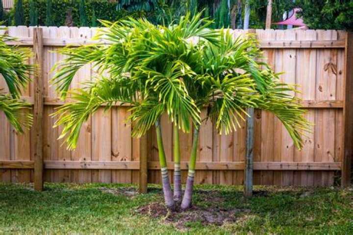 Are palm trees good for your yard?
