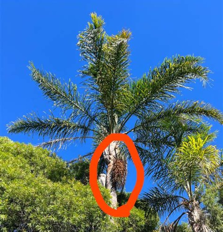 Are palm trees poisonous?