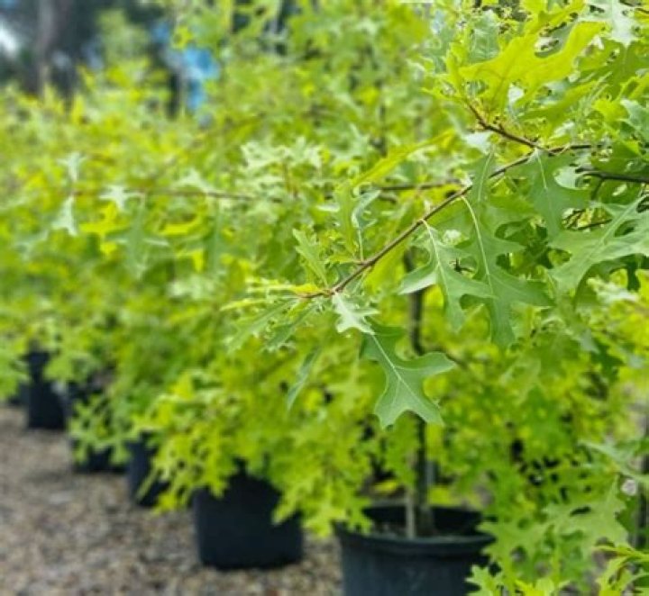 Are pin oaks fast-growing?